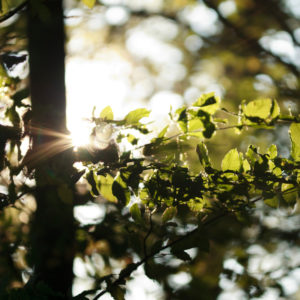 Plant detail, branches, leaves Plant detail, branches, leaves